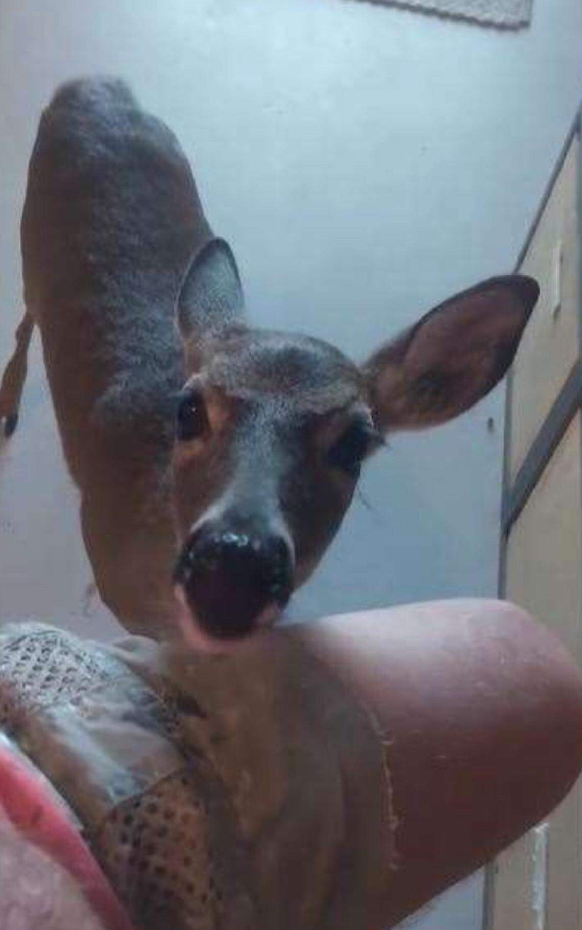 A photograph posted by a Florida Keys man on his Facebook page on Nov. 27, 2023, shows a key deer looking at him inside his Big Pine Key home, according to fish and wildlife police.