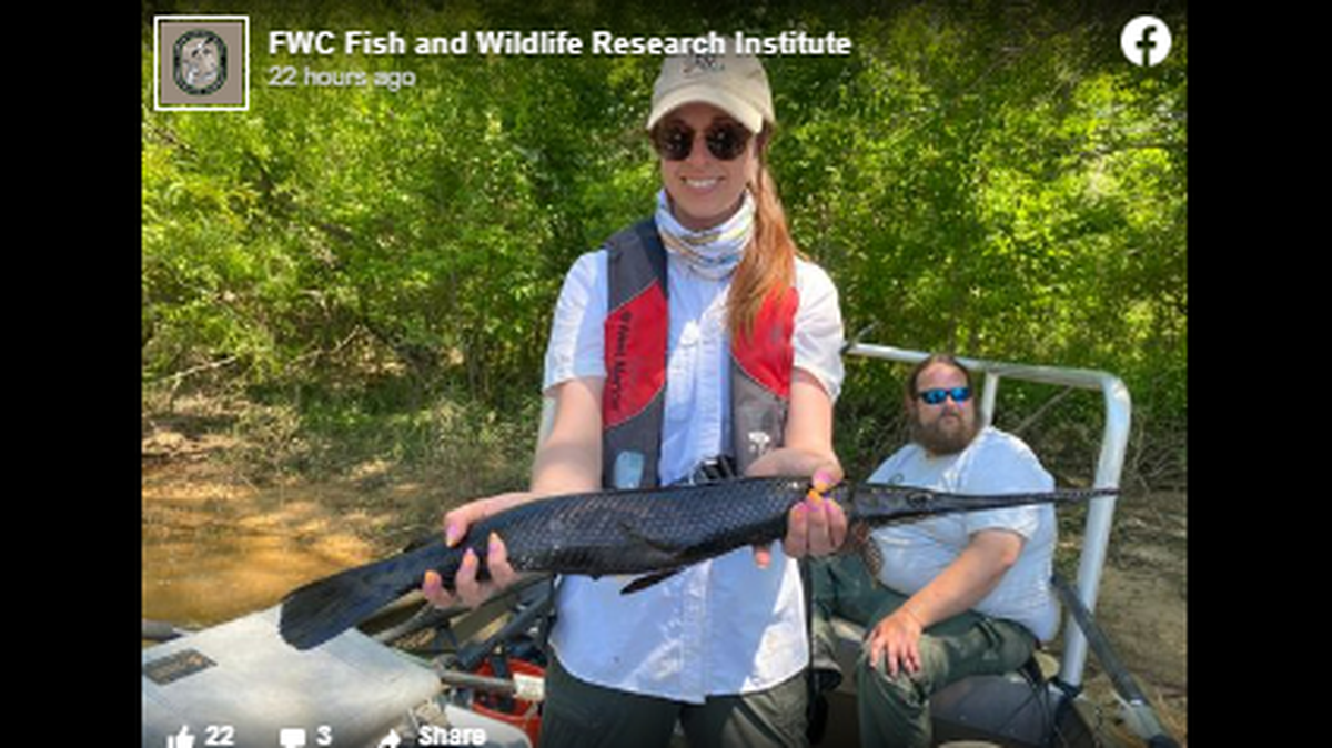 A primitive fish was found in west Florida’s Choctawhatchee River and even state biologists had to pause to figure out what they caught.