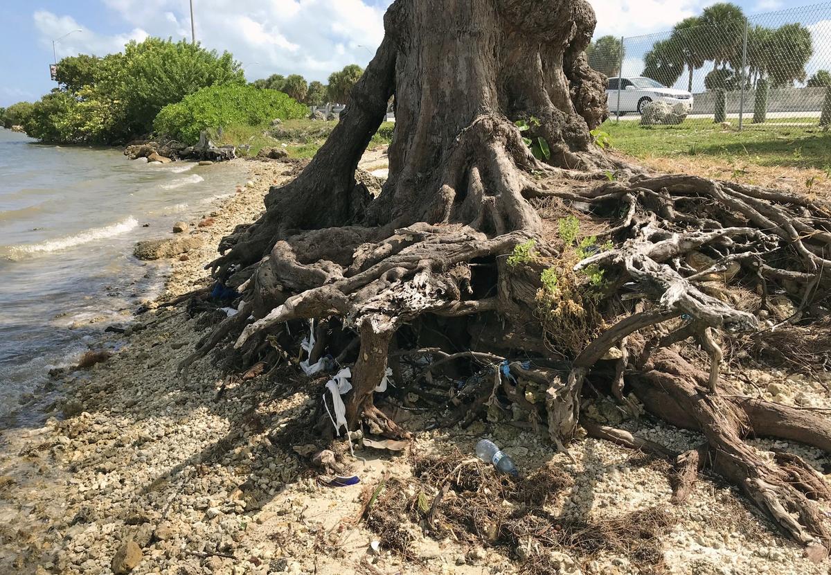 Exposed roots are seen on many of the Australian pine trees along the Rickenbacker Causeway on Tuesday, October 16, 2018. Erosion of the beaches have caused large areas to be closed since Hurricane Irma.