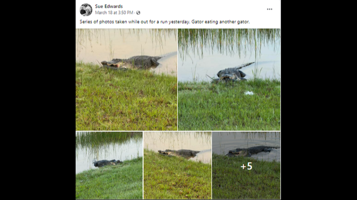 Edwards took a series of photos at the scene, which she shared with the 117,000 followers of the Alligators of Florida Facebook group.