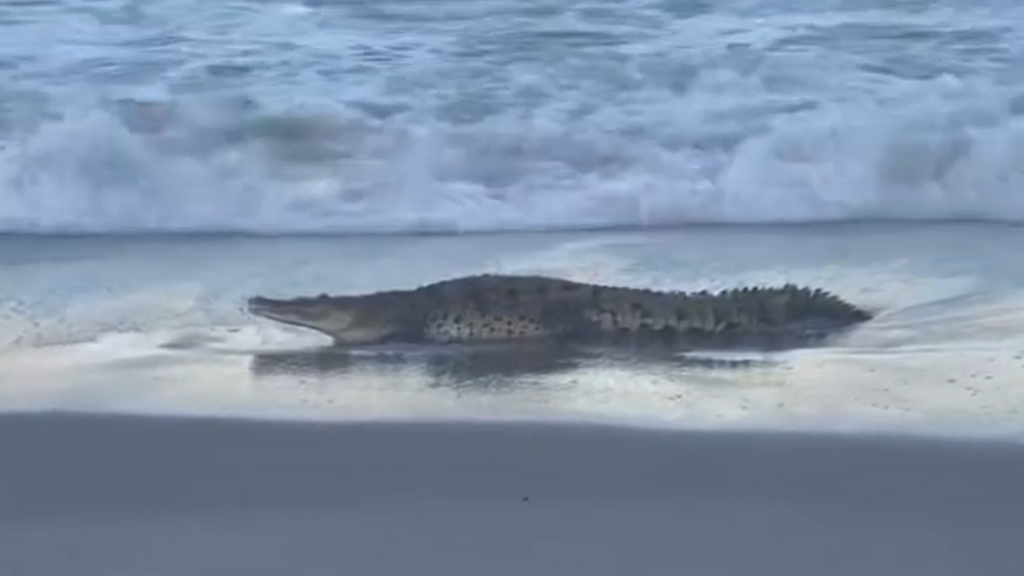 A rarely seen American crocodile did something highly unusual when it showed up on a Sebastian beach, 160 miles north of Miami.