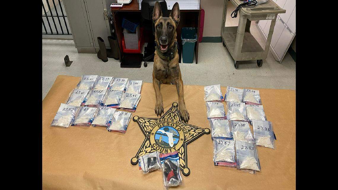 A canine was used to sniff out drugs in the suspect's vehicle in a prison parking lot in Florida. This is what was found, according to the DeSoto County Sheriff's Office.