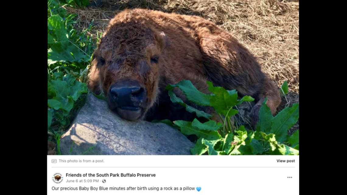 A baby buffalo named Blue died at South Park Game Preserve in Pennsylvania after being accidentally stepped on.
