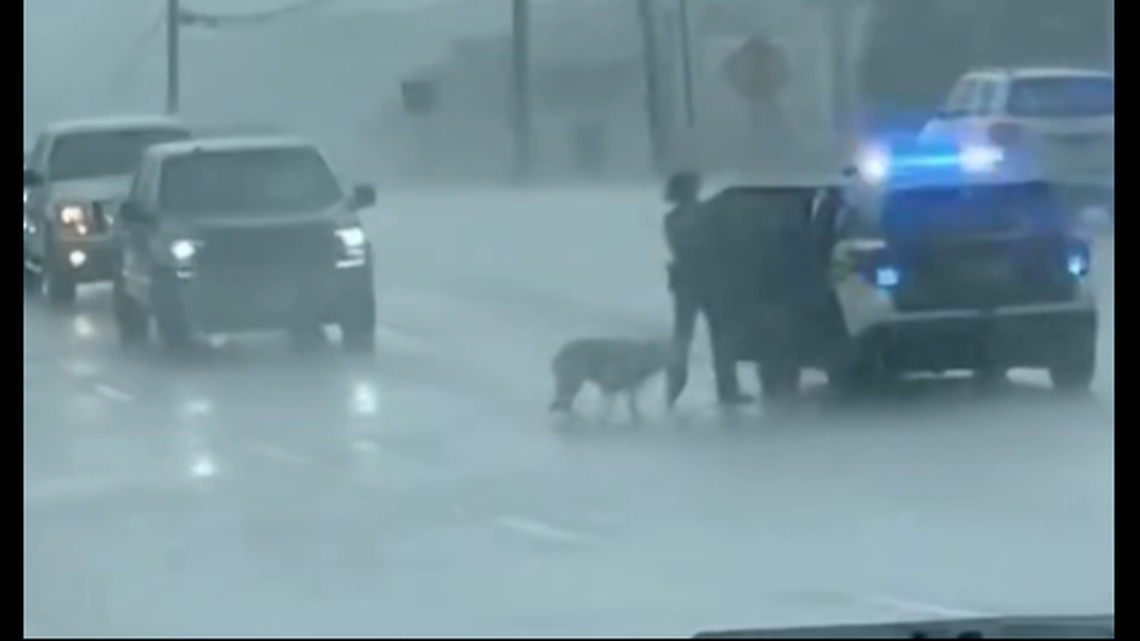 The wayward dog comes across like a toddler caught misbehaving in the video. It doesn’t even make eye contact with Trooper Lance Willis as it climbs into the patrol car.
