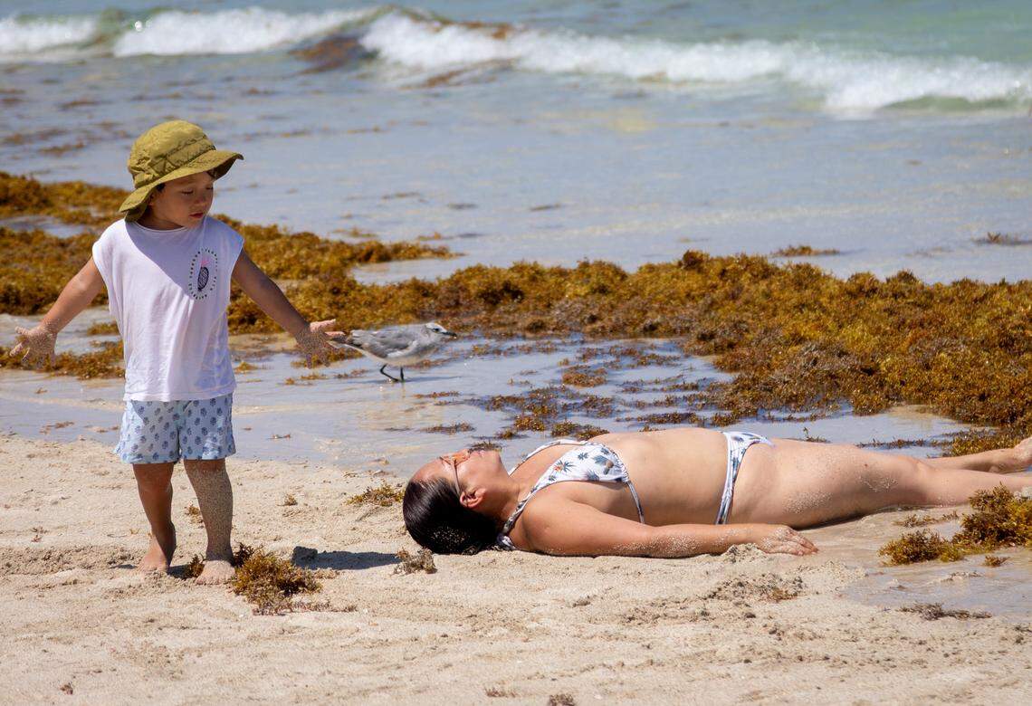 A woman lays near the seaweed lined seashore at the South Pointe Park Pier.