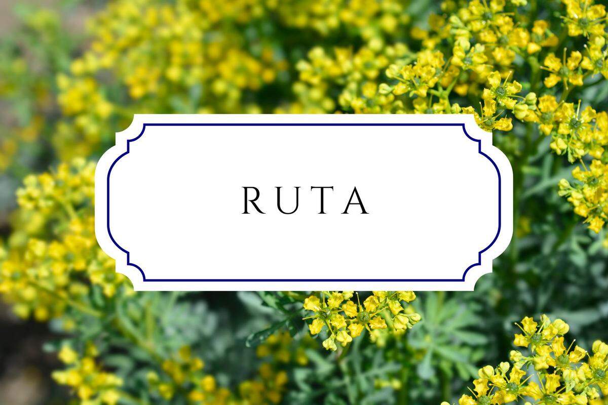 names that mean flower ruta