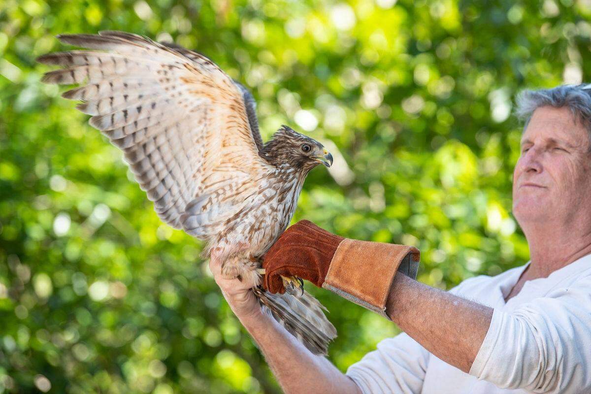Lloyd Brown, pictured with a hawk, will receive an award for his wildlife rescue work at the Tropical Audubon Society 75th anniversary celebration April 22-24.