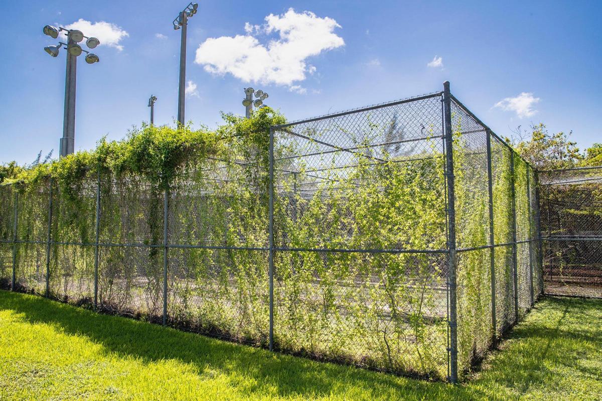 The batting cages at Chapman Field Park are overgrown with vines. Three ballfields have been closed since 2014, when a project to replace outfield soil contaminated with small amounts of arsenic was supposed to take six months.