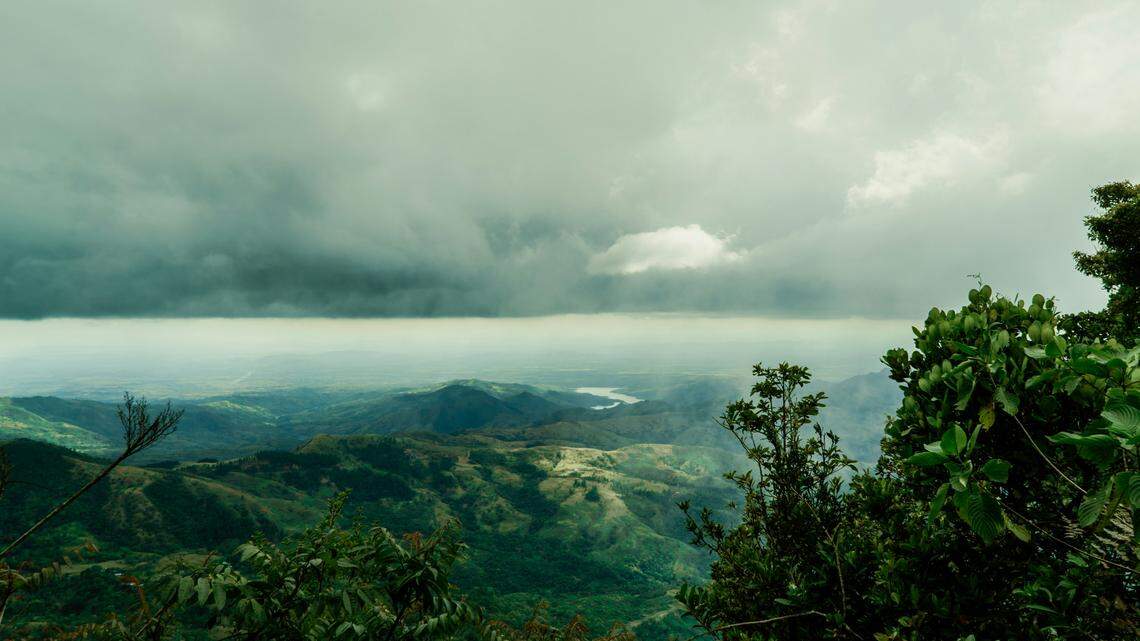 On a rainy night in Panama in 1987, a record-setting creature was discovered.