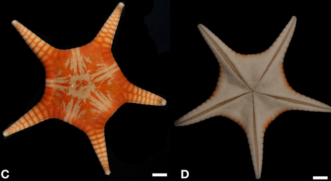 The specimen found in Australia has a different coloring but similar pattern to the Japanese specimens, according to researchers.