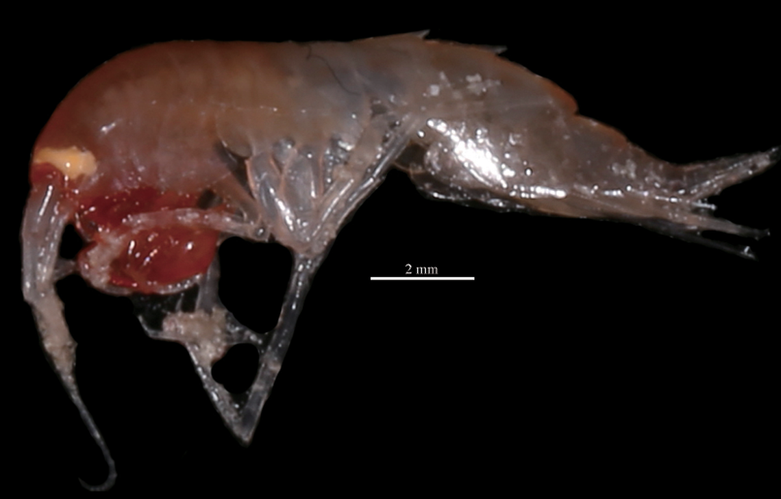 The new species is a deep red color with yellow eyes, researchers said.