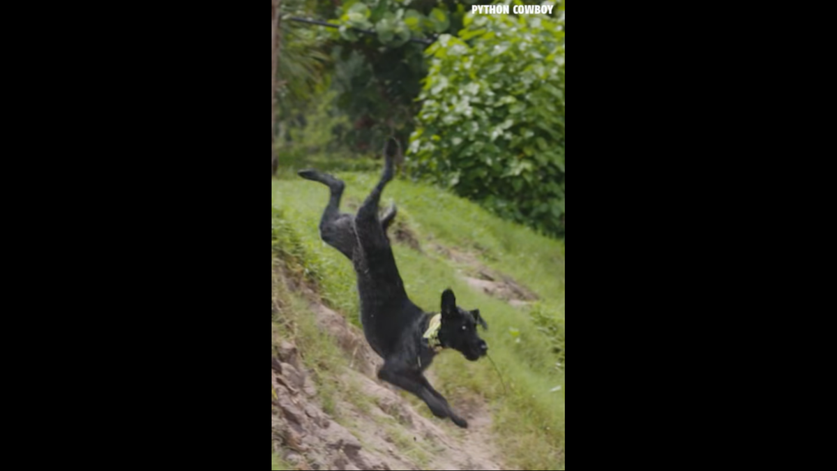 Python Cowboy videos featured Otto fearlessly dodging the jaws of lunging pythons and dramatically leaping off moving boats to chase iguanas.