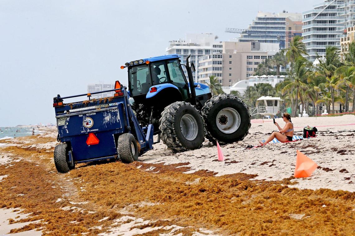 In Fort Lauderdale, a tractor mixes seaweed with the sand but cleanup efforts are not enough to clear the beach of the smelly sargassum.