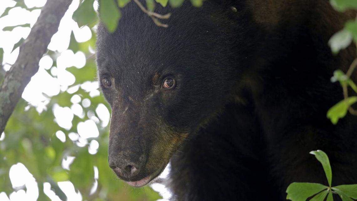 In this 2015 stock photo, a Louisiana black bear is seen in a water oak tree in Marksville, Louisiana.