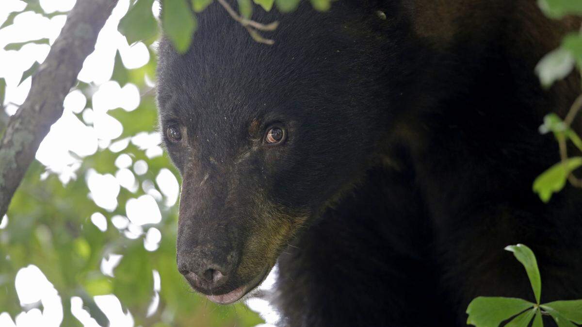 In this 2015 stock photo, a Louisiana black bear is seen in a water oak tree in Marksville, Louisiana.