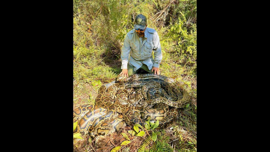 Wildlife biologist Ian Bartoszek examines the mating ball of pythons that was discovered in southwest Florida with the help of one male snake fitted with a tracking implant.