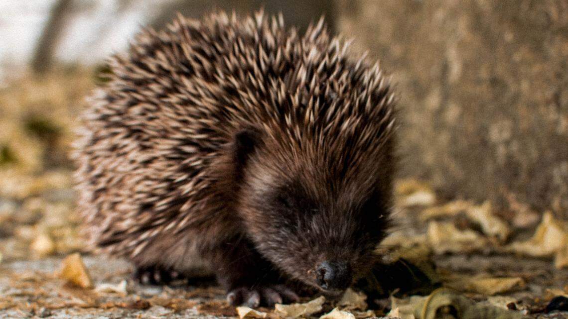 An unlucky relative of this porcupine would up as a failed meal for a snake, an Israel photo shows.