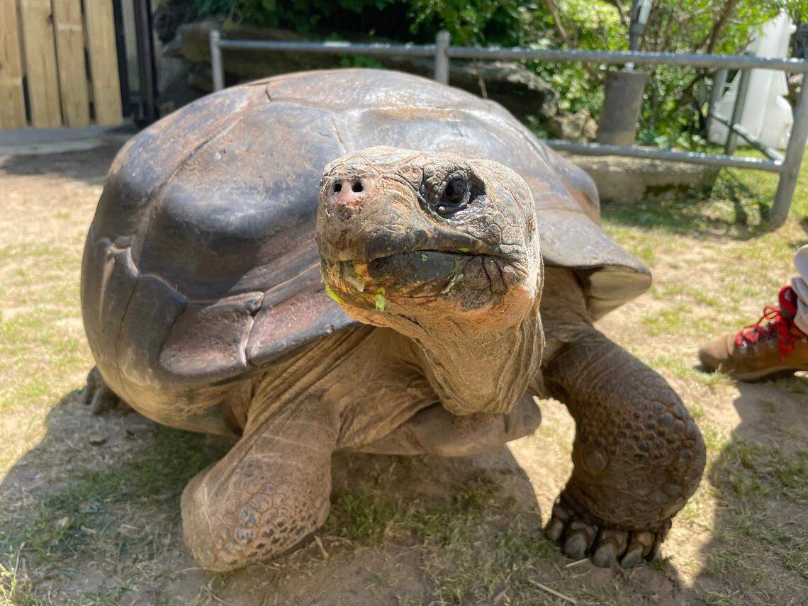 Mommy, the nearly 100-year-old tortoise, is the oldest first-time mother of her species, the Philadelphia Zoo said.