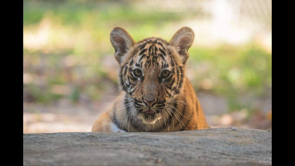 The cubs explored their new public habitat for the first time on March 1, the zoo said.