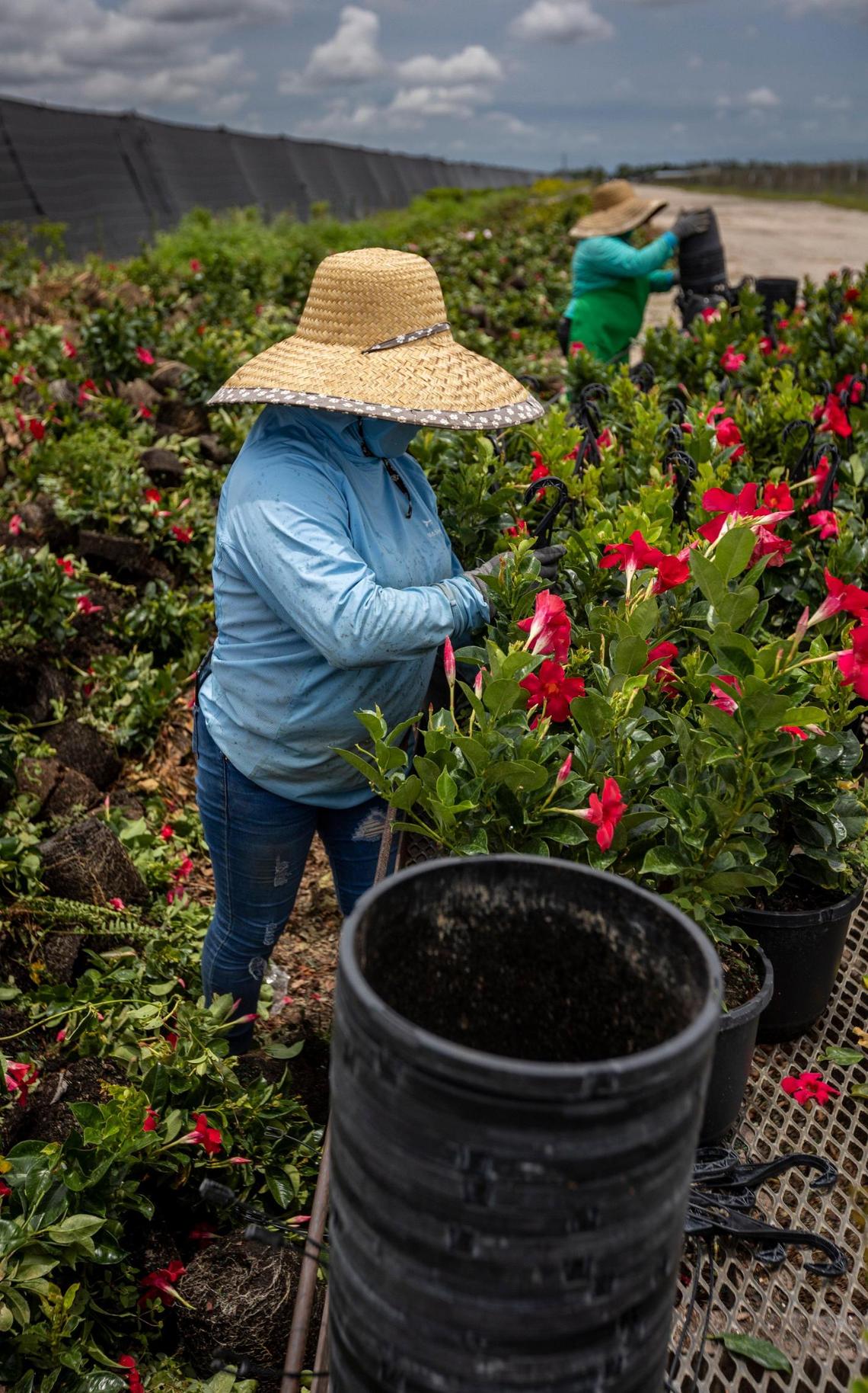 Homestead, Florida - May 31, 2023 - Workers at a nursery in South Miami-Dade County