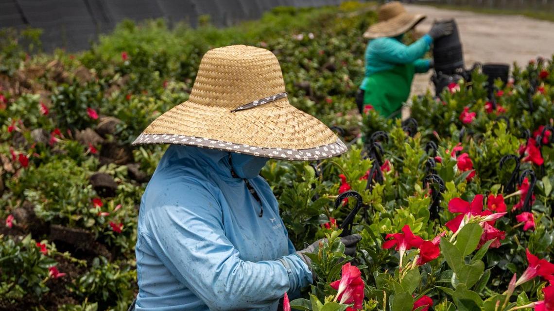 Homestead, Florida - May 31, 2023 - Workers at a nursery in South Miami-Dade County