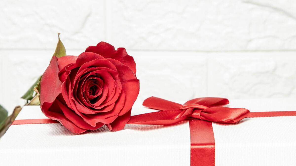 valentines day gift box red rose