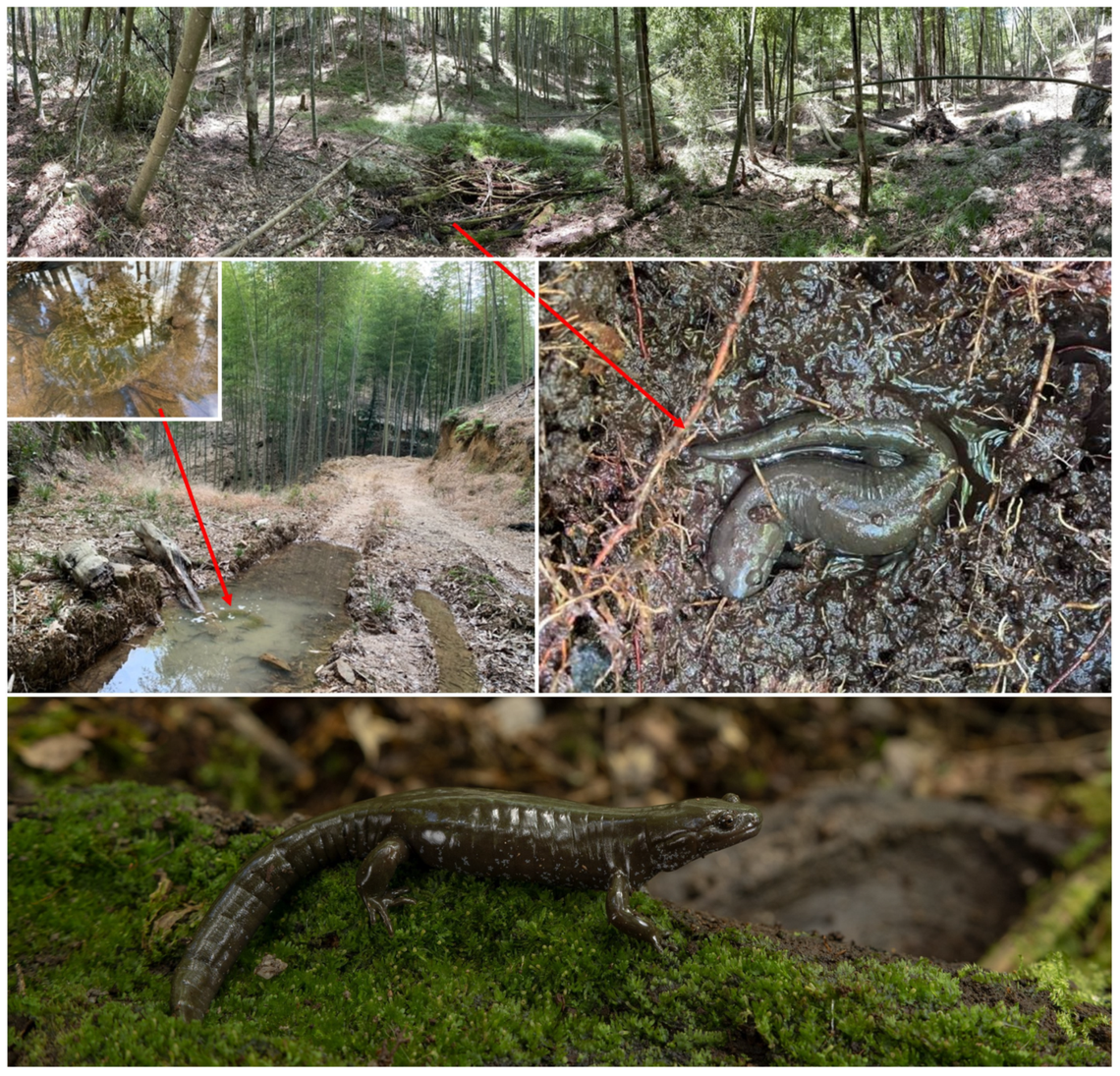 Photos show the Fujian bamboo salamander’s habitat (top), an undisturbed egg sac (middle left) and salamander (middle right) and a salamander on a mossy surface (bottom).