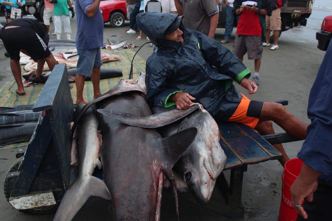 Everyday in Manta, Ecuador, fishermen sell hundreds of sharks. Their spoils are still dwarfed by the transpacific shark industry.