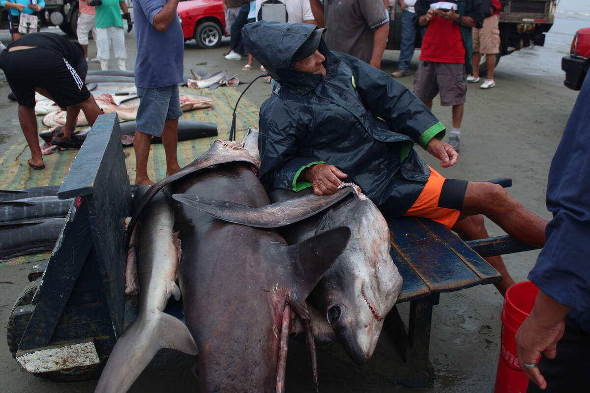 Everyday in Manta, Ecuador, fishermen sell hundreds of sharks. Their spoils are still dwarfed by the transpacific shark industry.