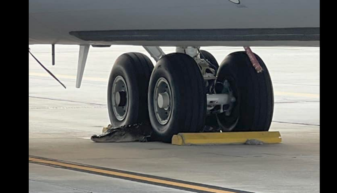 Alligator courtship season reached a level of absurdity when one of the large reptiles was found hiding under a military aircraft at MacDill Air Force Base in Florida.
