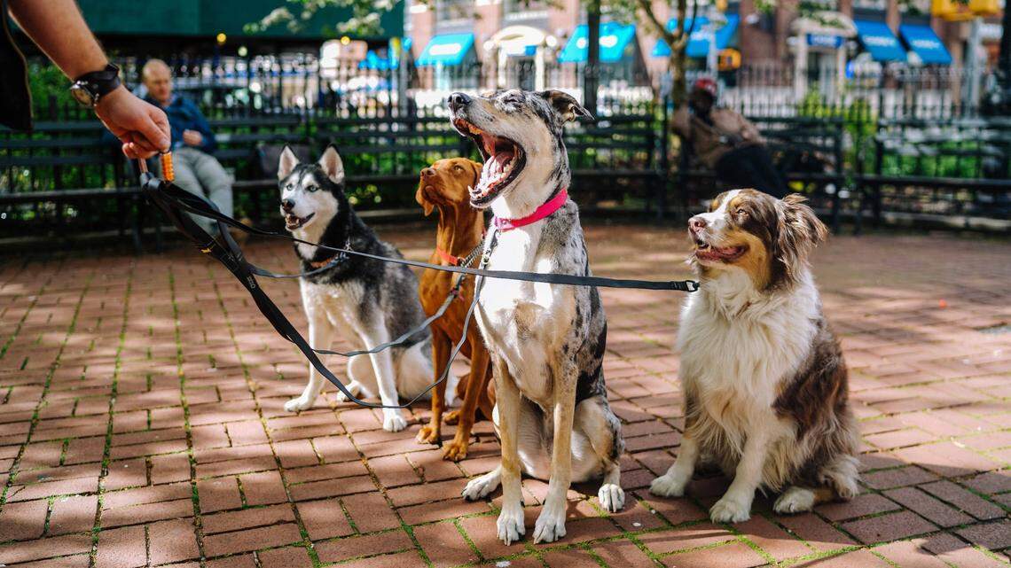 Bella ranks as the most popular dog name nationwide and in 37 states, results show.