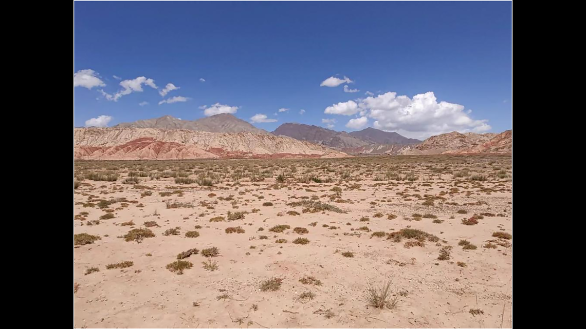 In desert patches separated by mountains in China, a small scaly creature scurries across the sand.