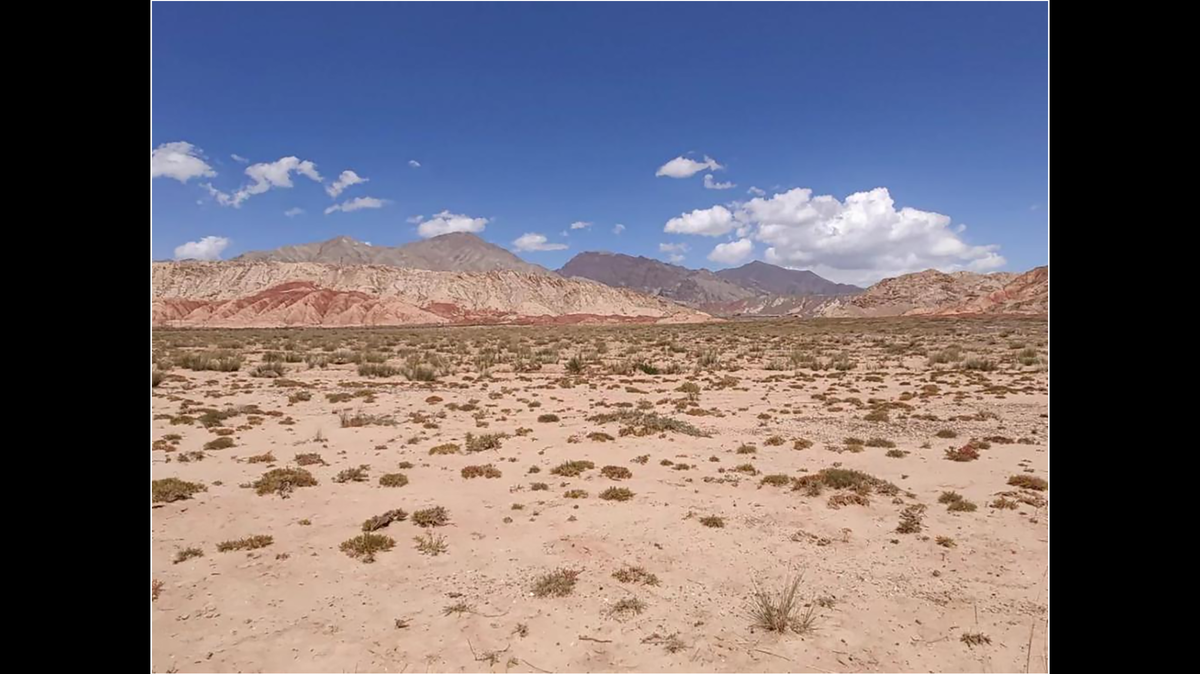 In desert patches separated by mountains in China, a small scaly creature scurries across the sand.