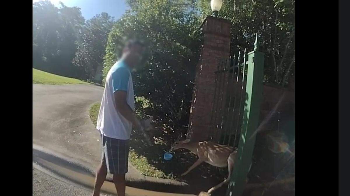 Deer rescue in Alachua County