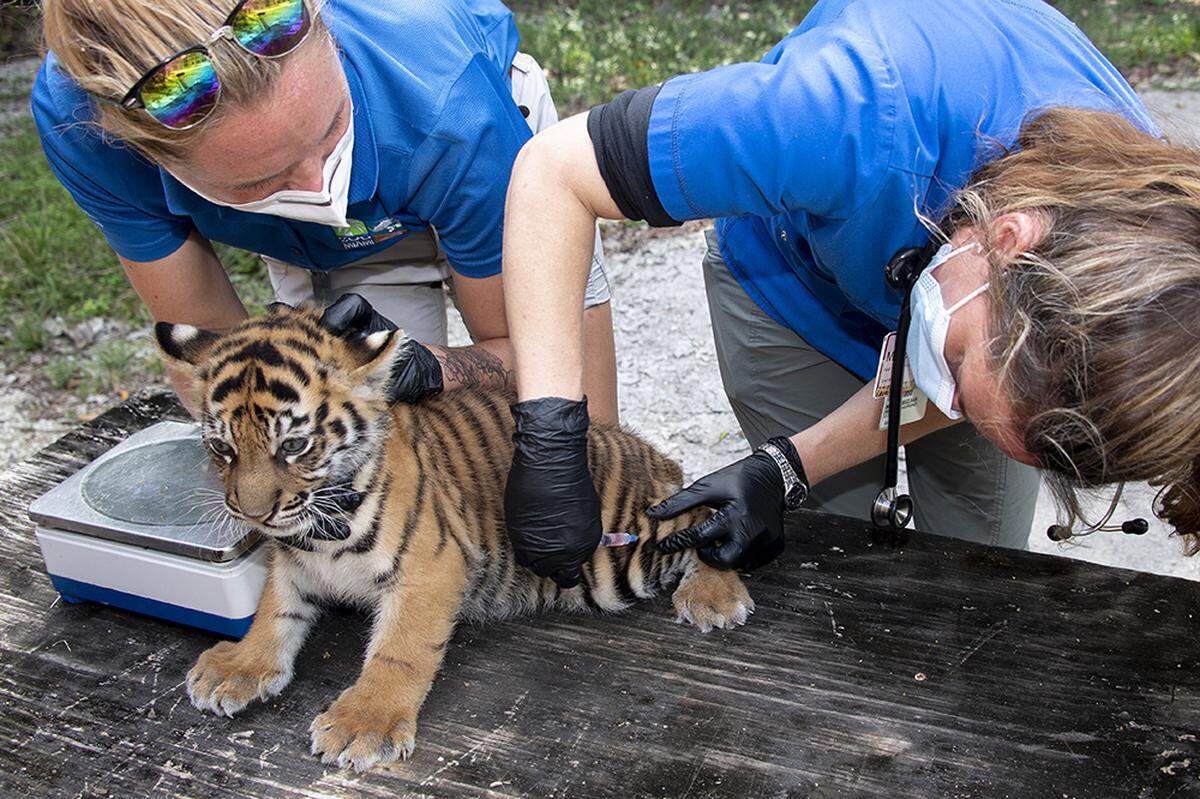 Elle Bell, tiger keeper at Zoo Miami, left and Dr. Marisa Bezjian, associate zoo veterinarian examine a Sumatran tiger cub, which was born on Jan. 5, 2021.