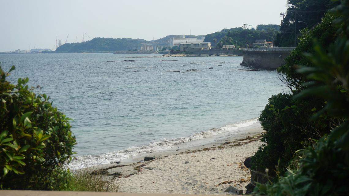 In the seaweed beds in the shallow waters off the coast of Japan, a new species is nearly invisible in the water.