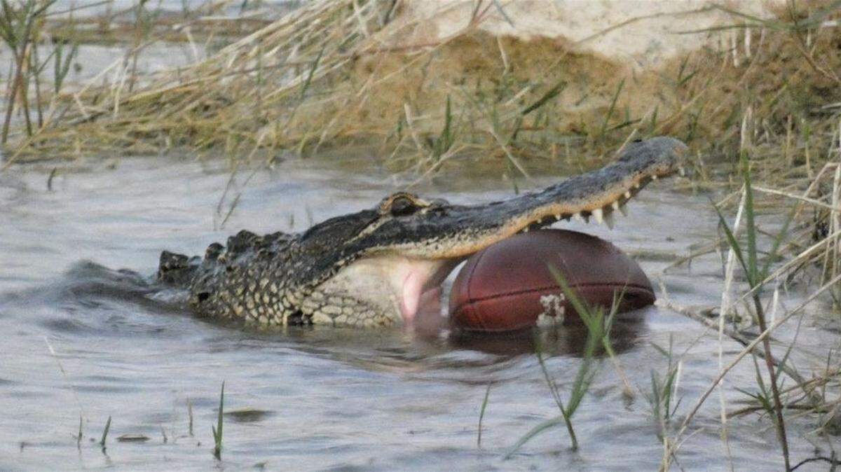 An alligator was seen with a football in its jaws in Florida’s Monument Lake. Some worry the ball was stuck, while others say it was playing with it.