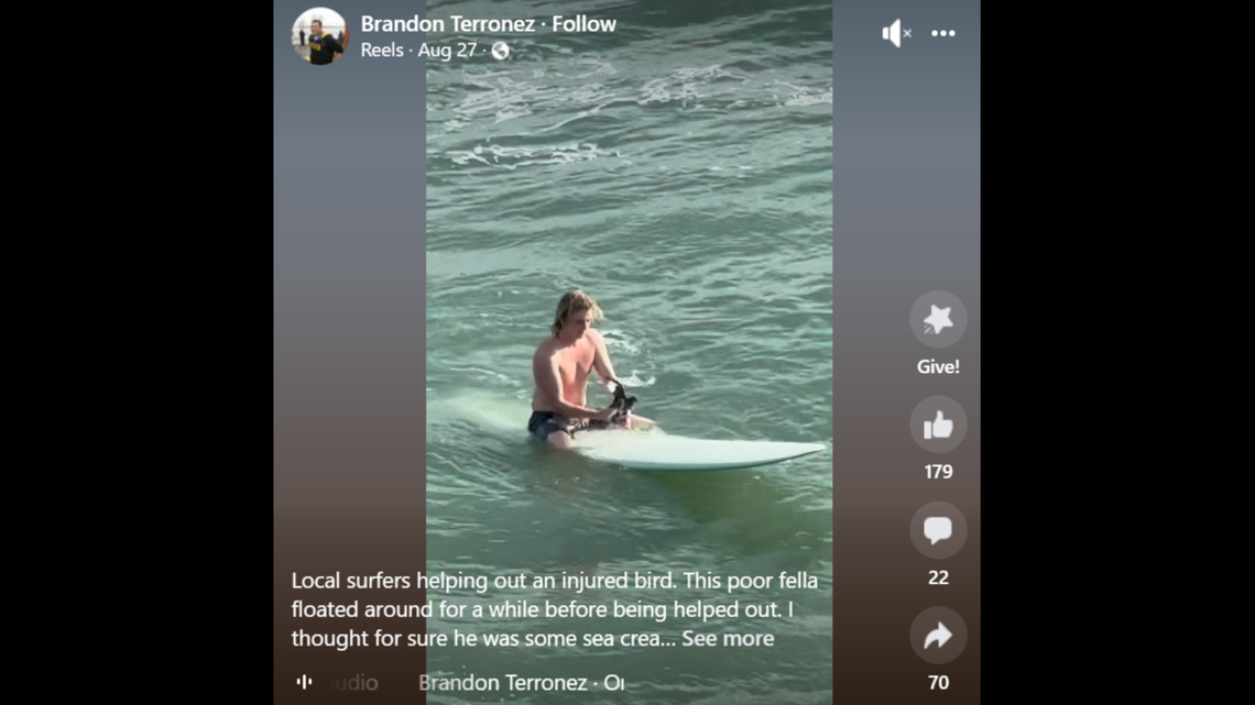 A social media video shows a surfer bringing a struggling bird back to shore of the Florida coast.