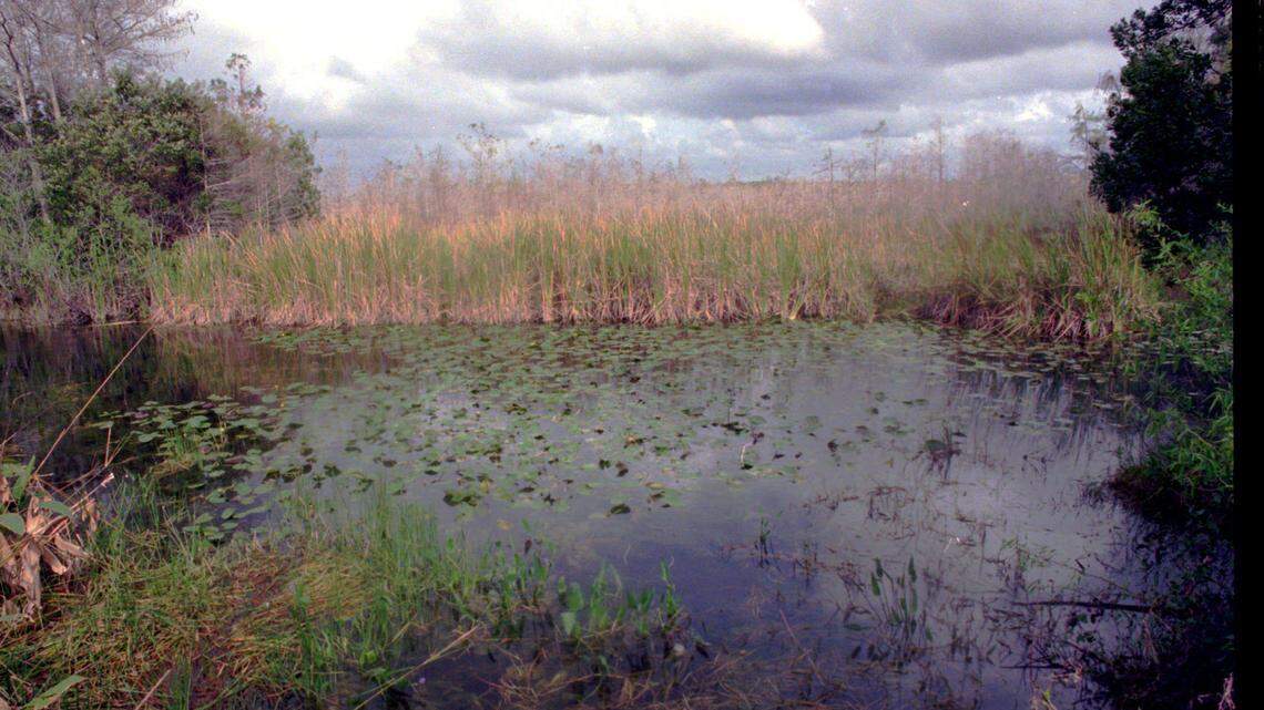 In 2021, the U.S. Army Corps of Engineers completed work on a $339 million Everglades restoration project aimed at cleansing water runoff - one of dozens of ongoing projects..
