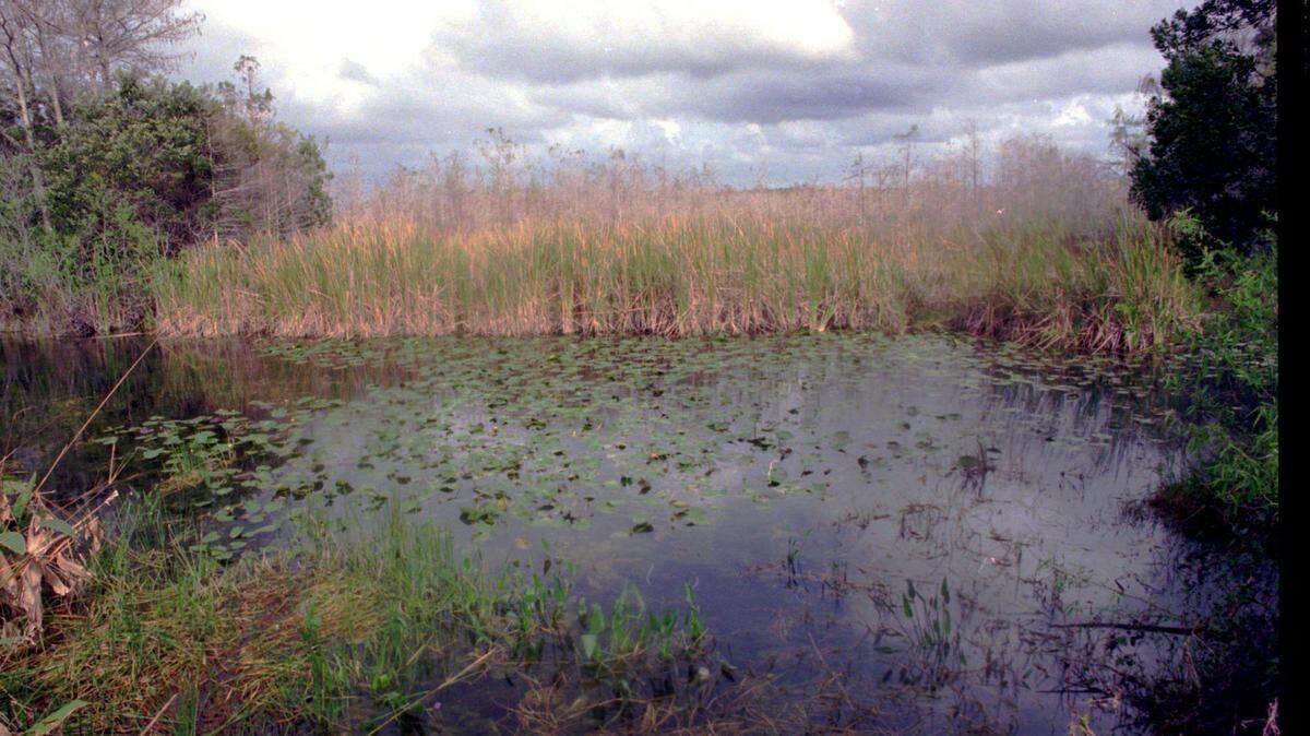 In 2021, the U.S. Army Corps of Engineers completed work on a $339 million Everglades restoration project aimed at cleansing water runoff.