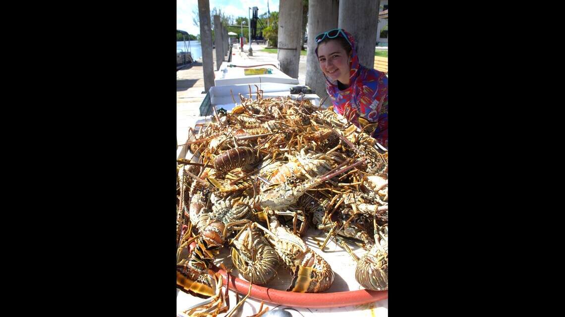 Lobster miniseason gets under way with anglers limiting out quickly