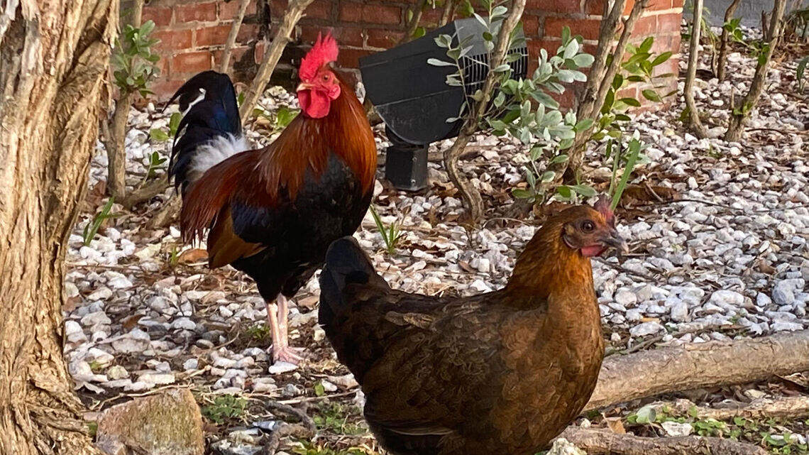 Do you feed the fat, roaming chickens of Key West? That could be costly under a new law