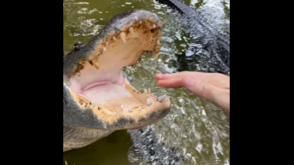 Viewers of the video on social media have told Chris Gillette was brave and very trusting that the alligator would not bite down on his hand.