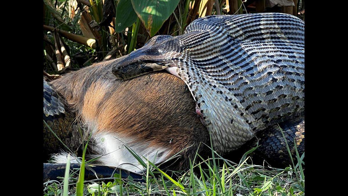 The female python was found with the deer in its jaws as a team from the Conservancy of Southwest Florida walked private land between Naples and Big Cypress Preserve, officials said.