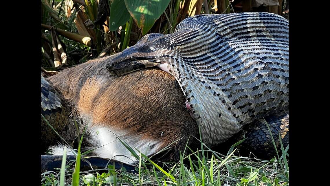 Pythons are eating bigger prey in Florida swamps, study says | Miami Herald