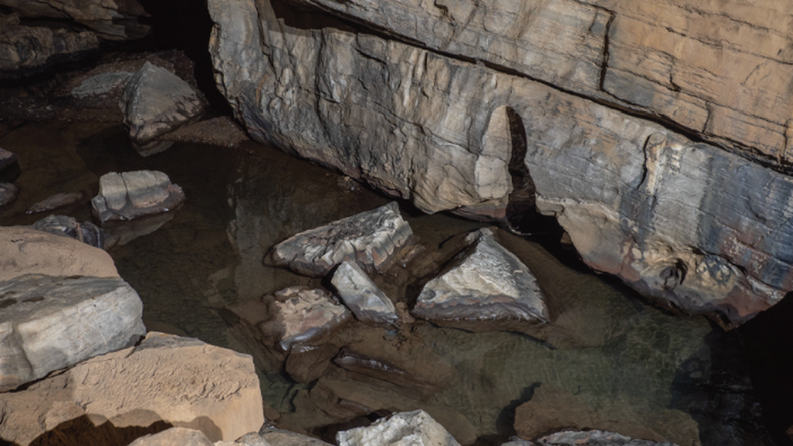 In an underground stream in a cave in southern China, a new species lives its life in the dark, researchers said.