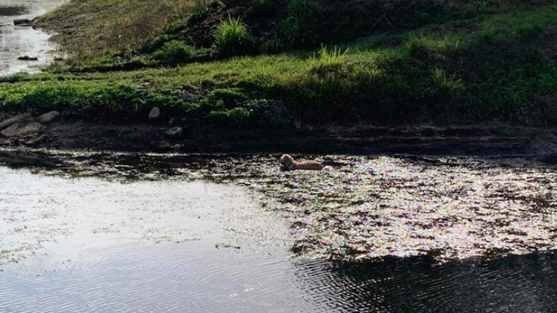 Dog rescued in Palm Bay, Florida, after being stuck in mud