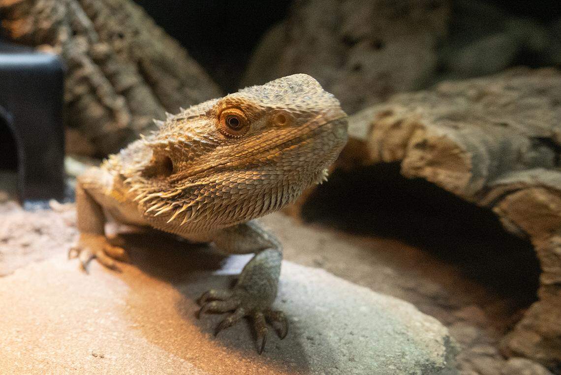 A bearded dragon rests atop a warmed rock in its his heated enclosure at Zoo Miami on Friday, Jan. 30, 2026. Zookeepers at the Miami-Dade attraction spent part of the day protecting some of its vulnerable animals from the coming drops of temperatures into the 30s on Sunday and Monday.