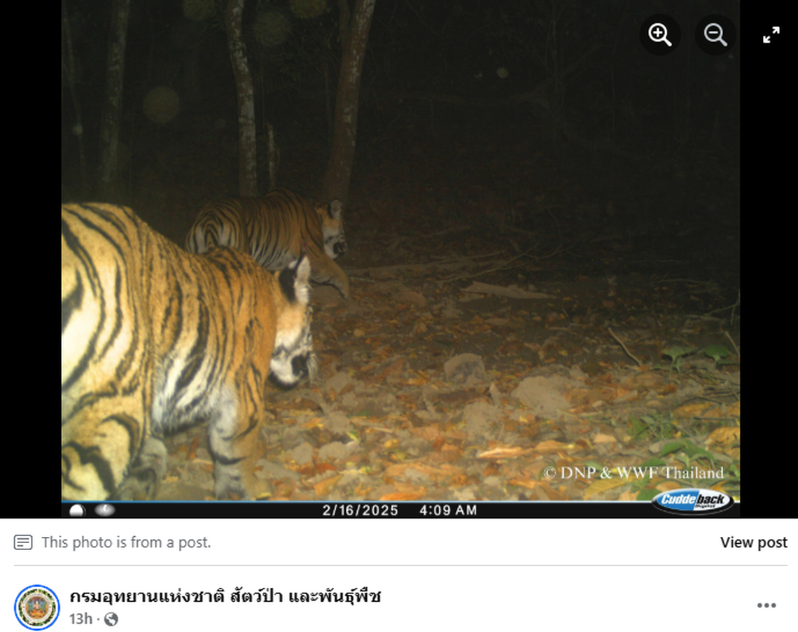 F22 led her cubs in a straight line, and all three tigers appeared healthy, officials said.