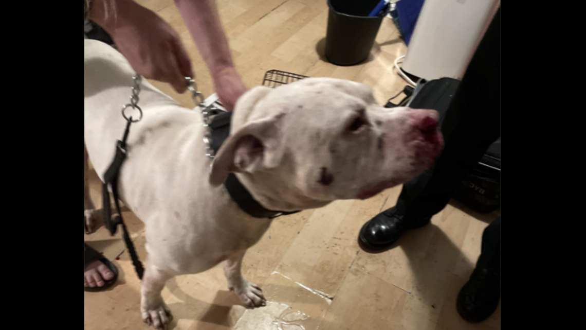 This dog acted heroically when it stepped between its owner and a knife-welding man outside a Florida home, authorities say.